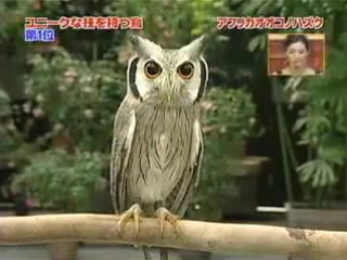 chinese owl transformer