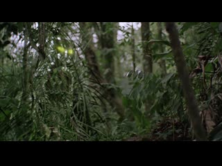 predator (1987) - fantasy, action, thriller, adventure. john mctiernan 1080p