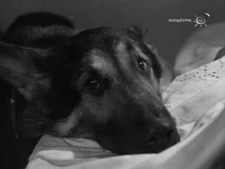 give paws, friend (1967) - drama. ilya gurin