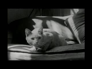 personal life of a cat (1944) - documentary, short film. alexander hackenschmid, maya deren